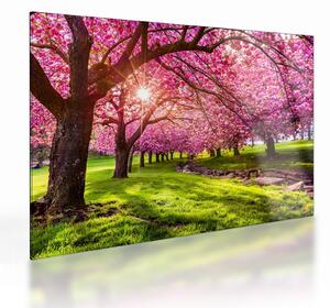 Tablou pe sticlă - Cireși înfloriți, Hurd Park, Dover, New Jersey (70x50 cm)