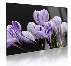 Tablou pe sticlă - Crocus violet (70x50 cm)