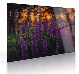 Tablou pe sticlă - Flori de lupin (70x50 cm)