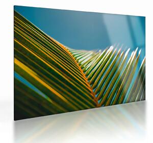 Tablou pe sticlă - Frunze de palmier (70x50 cm)