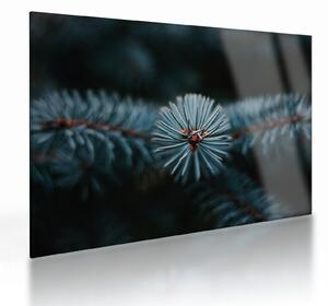Tablou pe sticlă -Crenguțe ale unui conifer (70x50 cm)