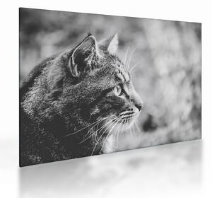 Tablou pe sticlă - Pisica (70x50 cm)