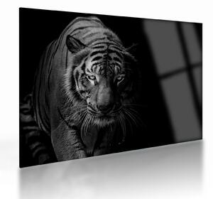 Tablou pe sticlă - Tigru sălbatic (70x50 cm)