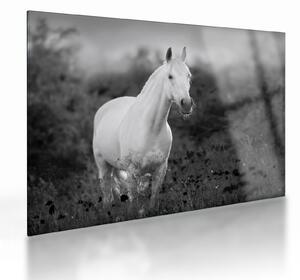 Tablou pe sticlă - Cal alb în poină (70x50 cm)