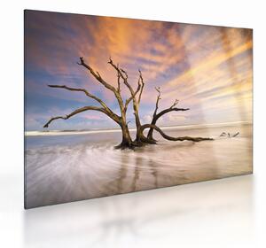 Tablou pe sticlă - Copacul în ocean (70x50 cm)