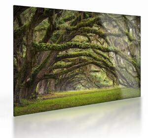 Tablou pe sticlă - Oaks Avenue, Charleston, Carolina de Sud, SUA (70x50 cm)