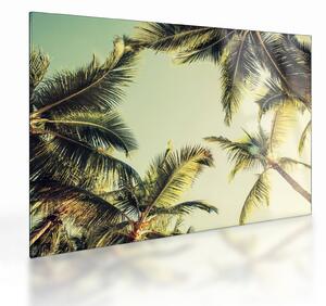 Tablou pe sticlă - Palmieri de cocos (70x50 cm)