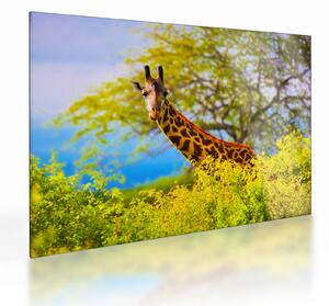 Tablou pe sticlă - Girafa în Africa (70x50 cm)