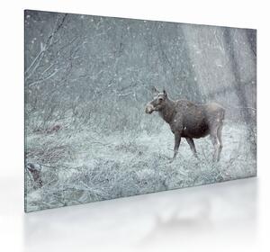 Tablou pe sticlă - Elan într-o pădure înzăpezită (70x50 cm)