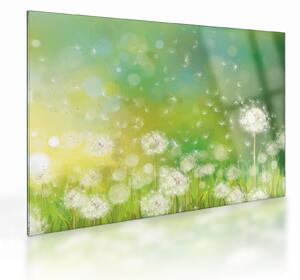 Tablou pe sticlă - Păpădie înflorită (70x50 cm)