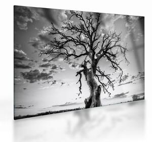 Tablou pe sticlă - Copacul, alb-negru (70x50 cm)