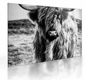 Tablou pe sticlă - Highland - vacă scoțiană (70x50 cm)