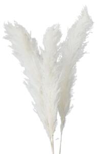 Set 3 plante naturale uscate pampas, 120 cm, alb