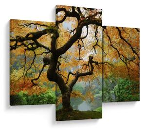 Tablou - Arțarul japonez galben, Portland, Oregon (90x60 cm)