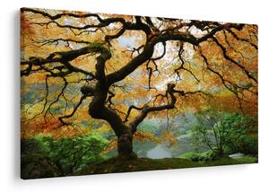 Tablou - Arțarul japonez galben, Portland, Oregon (90x60 cm)