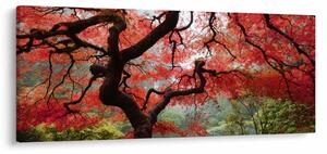 Tablou - Arțarul japonez roșu, Portland, Oregon (120x50 cm)