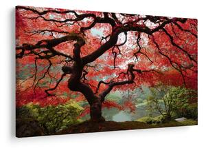 Tablou - Arțarul japonez roșu, Portland, Oregon (90x60 cm)