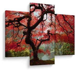 Tablou - Arțarul japonez roșu, Portland, Oregon (90x60 cm)