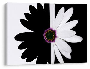 Tablou - Floare, alb- negru (70x50 cm)