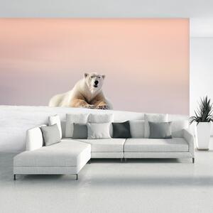 Fototapet - Urs polar (147x102 cm)