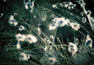Fototapet - Pânză de păianjen in Luncă (147x102 cm)