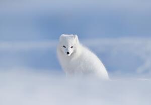 Fototapet - Vulpe polară (147x102 cm)