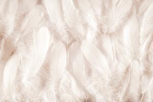 Tapet Angelic Feathers