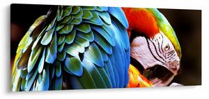 Tablou - Papagal (120x50 cm)
