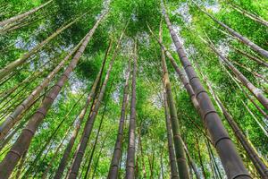 Tapet Bamboo Trees