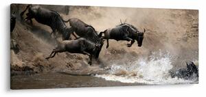 Tablou - Turmă de gnu (120x50 cm)
