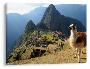 Tablou - Lama și Machu Picchu (70x50 cm)