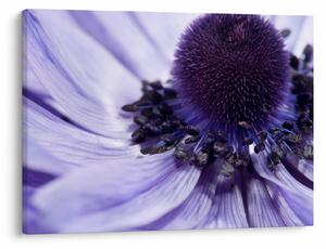 Tablou - Floare mov (70x50 cm)