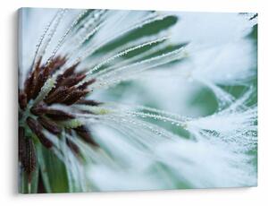 Tablou - Detaliu floare (70x50 cm)