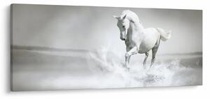 Tablou - Cal alb (120x50 cm)