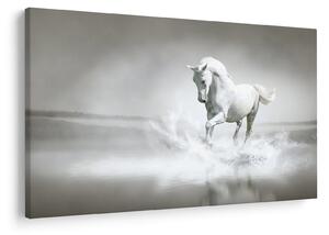 Tablou - Cal alb (90x60 cm)