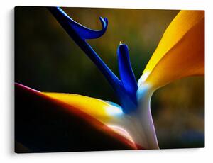 Tablou - Floare exotică (70x50 cm)