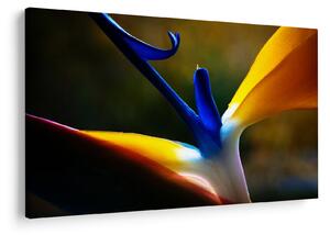 Tablou - Floare exotică (90x60 cm)