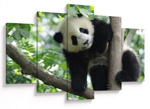 Tablou - Panda in copac (150x105 cm)