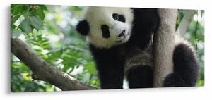 Tablou - Panda in copac (120x50 cm)