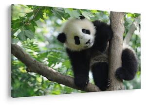 Tablou - Panda in copac (90x60 cm)