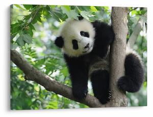 Tablou - Panda in copac (70x50 cm)