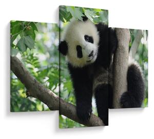 Tablou - Panda in copac (90x60 cm)