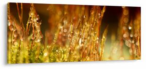 Tablou - Detaliu rouă (120x50 cm)