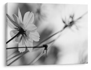 Tablou - Flori alb-negru (70x50 cm)