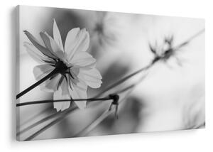 Tablou - Flori alb-negru (90x60 cm)