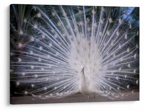 Tablou - Păun alb (70x50 cm)