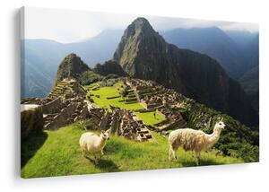 Tablou - Lame in Machu Picchu (90x60 cm)