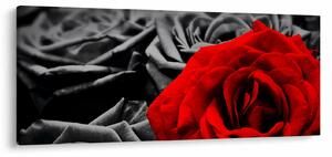 Tablou - Trandafir (120x50 cm)