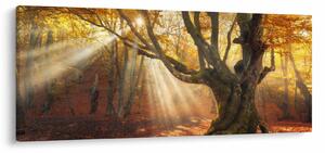 Tablou - Lumina de toamnă (120x50 cm)