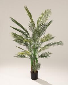 Palmier Areca în ghiveci 185 cm